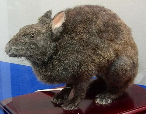 amami rabbit: pentalagus furnessi, a dark-furred, nocturnal rabbit found on the islands of Amami Ōshima and...