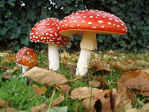 amanita: any of very many agaric mushrooms, of the genus Amanita, most of which are very poisonous