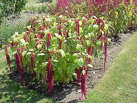 amaranthus: any member of the genus Amaranthus; an amaranth