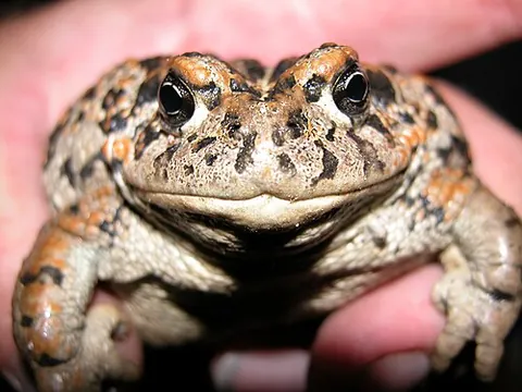amargosa toad: anaxyrus nelsoni, a species of critically endangered toad endemic to Nevada, which receives much...