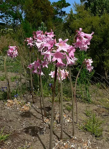 amaryllis: a belladonna lily (Amaryllis belladonna), native to South Africa