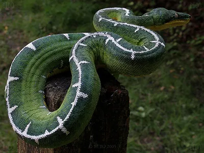 amazon basin emerald tree boa: corallus batesii, a species of boa snake native to the tropical rainforests of South America