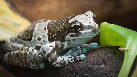 amazon milk frog: a large frog native to South America, of species Trachycephalus resinifictrix