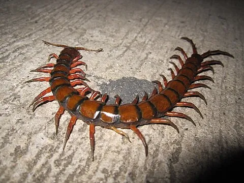 amazonian giant centipede: scolopendra gigantea, the largest species of centipede, growing to 30 cm (12 in) and above, native...
