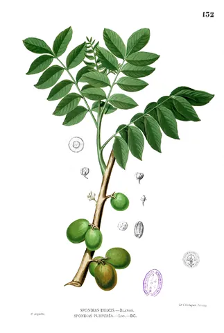 ambarella: a tropical fruit tree native to the South Pacific (Spondias dulcis)