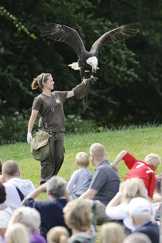 ambassador animal: a tame nondomestic animal, usually from a zoo or wildlife centre, that is used to educate the...
