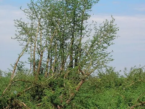 ambatch: a large shrub or small tree found in and around water in the African tropics, Aeschynomene...
