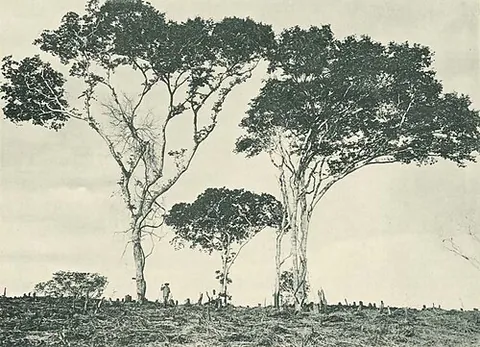 amber tree: any of various species of Anthospermum (Rubiaceae), a succulent evergreen shrub whose leaves...