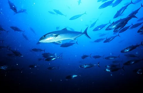 amberjack: any of several large food and game yellowtail fishes of the genus Seriola, found in warm waters of...