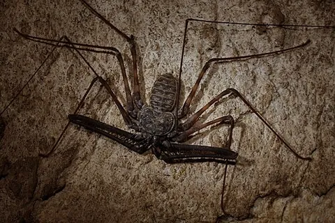 amblypygid: any arachnid of order Amblypygi