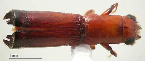 ambrosia beetle: any of those species of true weevils (family Curculionidae) that live in nutritional symbiosis with...