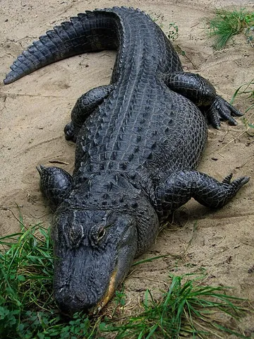 american alligator: an alligator of a species native to the southeastern United States, Alligator mississippiensis