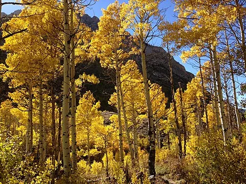 american aspen: populus tremuloides, the quaking aspen or trembling aspen, a deciduous tree native to cooler North...