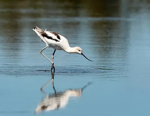american avocet: a bird of species Recurvirostra americana