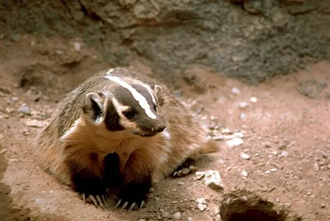 american badger: a badger of species Taxidea taxus, native to much of North America