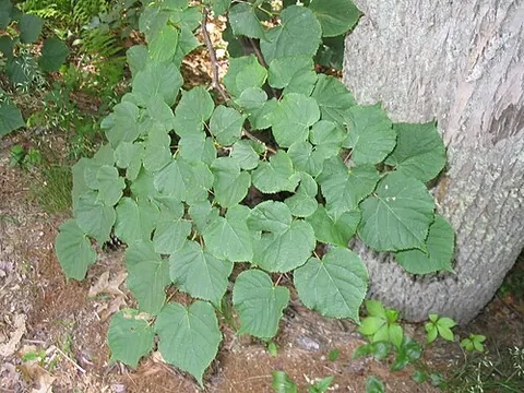 american basswood: a type of linden, native to eastern North America, Tilia americana