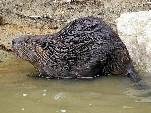 american beaver: the beaver Castor canadensis, native of North America