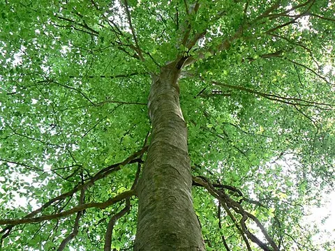 american beech: a native American beech; Fagus grandifolia