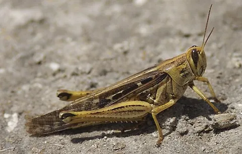 american bird grasshopper: schistocerca americana, a species of large North American grasshopper or locust, usually colored a...