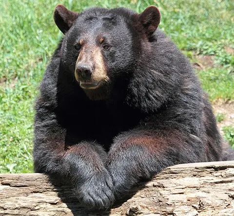 american black bear: a bear of the species Ursus americanus, native to cooler climates in North America