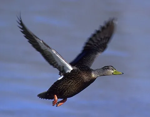american black duck: anas rubripes, a large dabbling duck in the family Anatidae
