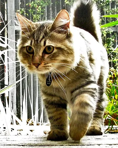 american bobtail: a short-haired domestic cat breed originating in the United States, having a short tail as a result...