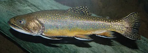 american brook char: the brook trout, a fish of the species Salvelinus fontinalis, native to Eastern North America in...