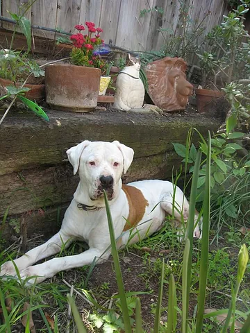 american bulldog: a large, muscular breed of mastiff-type dog