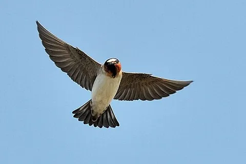 american cliff swallow: petrochelidon pyrrhonota, a member of the passerine bird family Hirundinidae