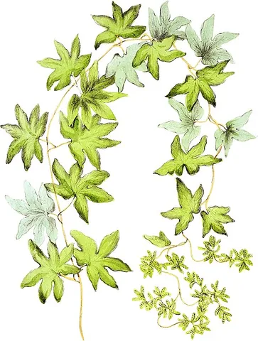 american climbing fern: a hardy fern of species Lygodium palmatum, found in the eastern US from Maine to Georgia and...