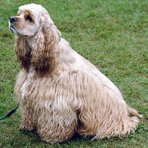 american cocker spaniel: a sporting dog of a breed ranging between 18 and 30 lbs., originally bred in Britain as the English...