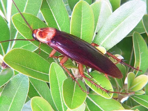 american cockroach: any member of the species Periplaneta americana of large cockroaches which commonly infests...