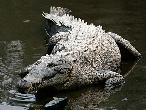 american crocodile: a crocodilian of species Crocodylus acutus, native to the neotropics