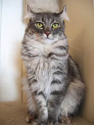 american curl: a shorthair or semi-longhair domestic cat breed originating in the United States. This breed...