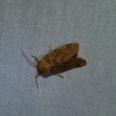 american dun-bar: a moth of species Cosmia calami, endemic to parts of North America