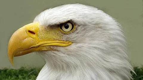american eagle: haliaeetus leucocephalus, a species of eagle characterized by notable white head plumage, native to...