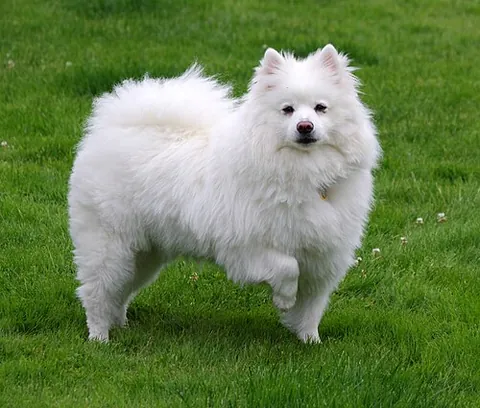 american eskimo dog: a breed of companion dog, originating in Germany, a member of the Spitz family