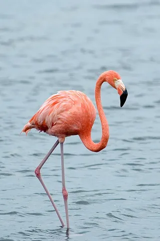 american flamingo: phoenicopterus ruber, a large species of flamingo that is native to the West Indies, northern South...