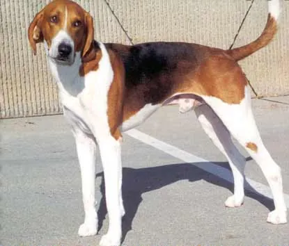 american foxhound: a breed of dog from the United States of America bred for hunting foxes by scent