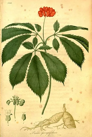american ginseng: panax quinquefolius, source of an herb used in traditional Chinese medicine as a tonic