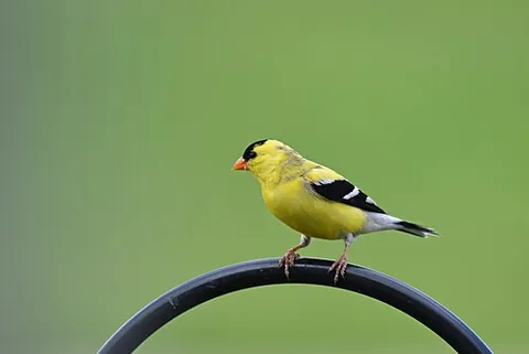 american goldfinch: spinus tristis, a species of true finch