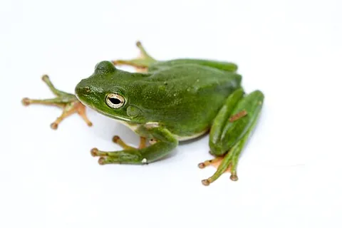 american green tree frog: any member of the species Dryophytes cinereus of New World tree frog, found in central and...