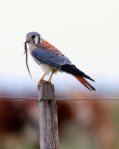 american kestrel: any of a species of small falcon, Falco sparverius; a kestrel