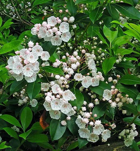 american laurel: a flowering shrub, native to the eastern United States (Kalmia latifolia)