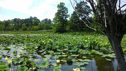 american lotus: an aquatic plant of species Nelumbo lutea, with a range extending from Minnesota and Oklahoma to...