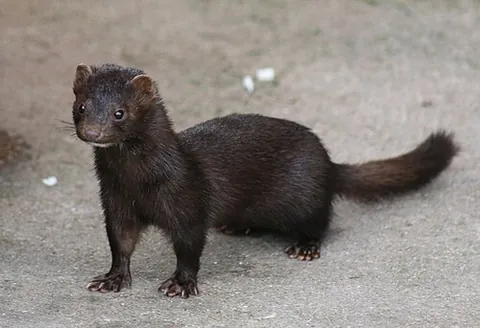 american mink: an animal of that species Neogale vison, that lives near water