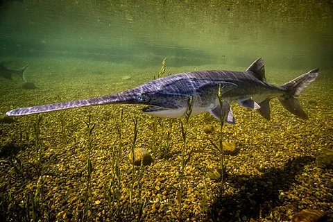 american paddlefish: a primitive freshwater fish with a paddle-shaped snout, Polyodon spathula, native to the southern US