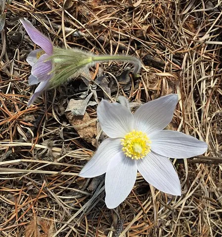 american pasqueflower: a flowering plant of species Pulsatilla nuttalliana (syn. Anemone nuttalliana), native to much of...