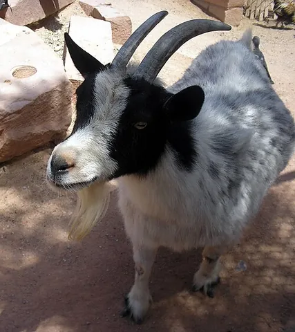 american pygmy: an American breed of achondroplastic (dwarf) goat