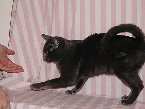 american ringtail: a shorthair domestic cat breed originating in the United States. This breed is distinguished by its...